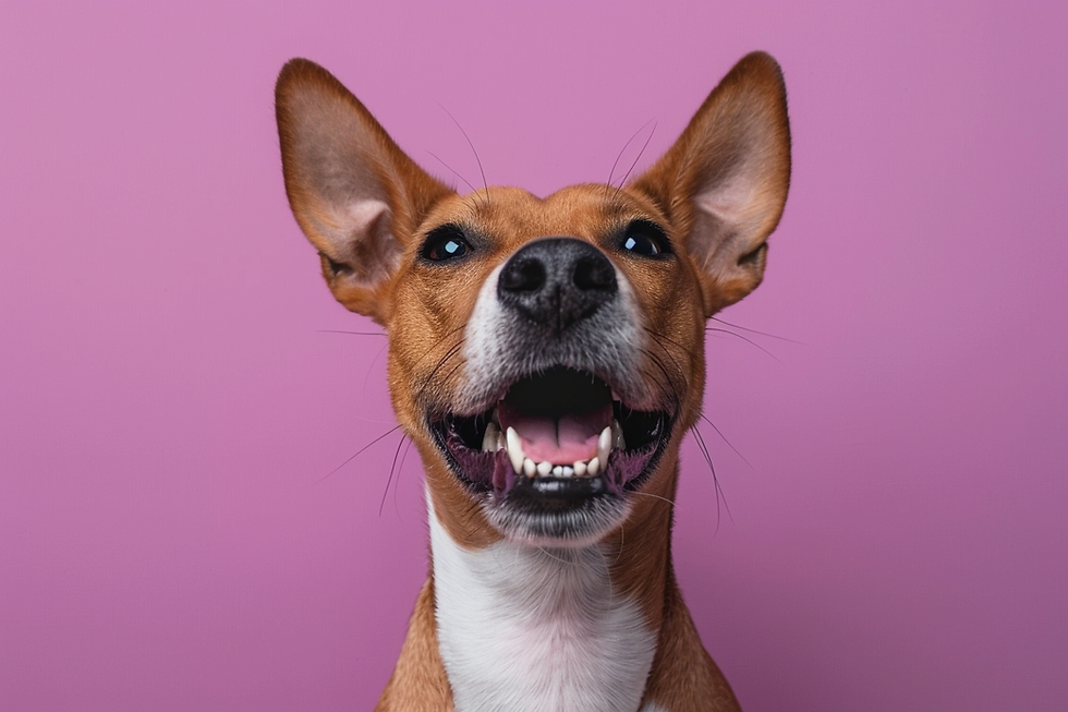 A happy dog with large ears and a wide smile on a pink background, showing off its freshly groomed look after visiting Riverview Grooming in Florida.