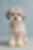 Havanese with The Boot Style Cut
