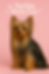 Yorkie with long, groomed fur on pink background. "Yorkie Show Cut" text and heart graphics above. Elegant and poised appearance.
