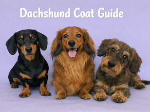 Do Dachshunds Shed? A Groomer Explains Smooth, Long Haired, and Wirehaired Coats