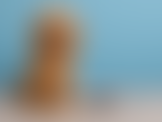 How to Prevent Matting in Poodles: The Only Brushes You’ll Ever Need