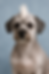 Havanese with the Mohawk Cut