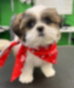 Fluffy puppy with red heart-patterned scarf, text "LOVE," on a table. Green background, bright setting, with an adorable expression.