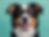 A close-up portrait of a smiling Australian Shepherd with a shiny coat, representing the result of effective grooming practices to control Australian Shepherd shedding.