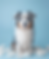 An Australian Shepherd with a shedding coat sitting surrounded by piles of loose fur, demonstrating the typical Australian Shepherd shedding season and the amount of fur they can shed.