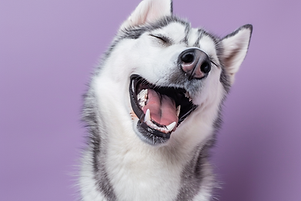muffledfart_A_photo_of_a_happy_husky__against_a_pastel_purple_34da9df4-3865-4464-82f5-8751