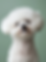 Bichon with a puppy cut looks directly at the camera against a soft green background. The dog's expression appears curious.