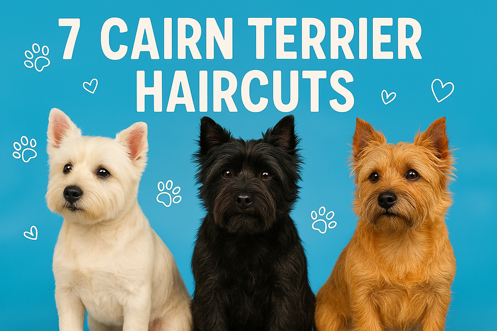 Three Cairn Terriers in white, black, and brown pose against a blue background. Text reads "7 Cairn Terrier Haircuts" with paw and heart icons.