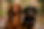 Two dachshunds, one red and one black, sit side by side on a path. Blurred green and beige background creates a serene outdoor setting.