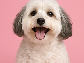 10 Groomer-Approved Havanese Haircuts That Are Practical and Cute