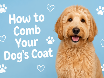 How to Comb Your Dog's Coat Like a Professional: A Metal Comb Guide for Pet Parents