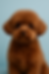 Havanese with The Teddy Bear Cut