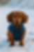 Brown dachshund wearing a blue quilted coat stands on a snowy ground, looking at the camera with a calm expression.