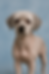 Havanese with The Matted Shave Cut