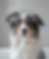 An Australian Shepherd sitting in a white bathtub covered in bubbles, showing a fun and essential step in managing Australian Shepherd shedding through regular baths.
