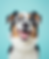 A happy Australian Shepherd with bright blue eyes and a fluffy coat against a pastel blue background, illustrating the beauty of the breed despite the challenges of Australian Shepherd shedding.