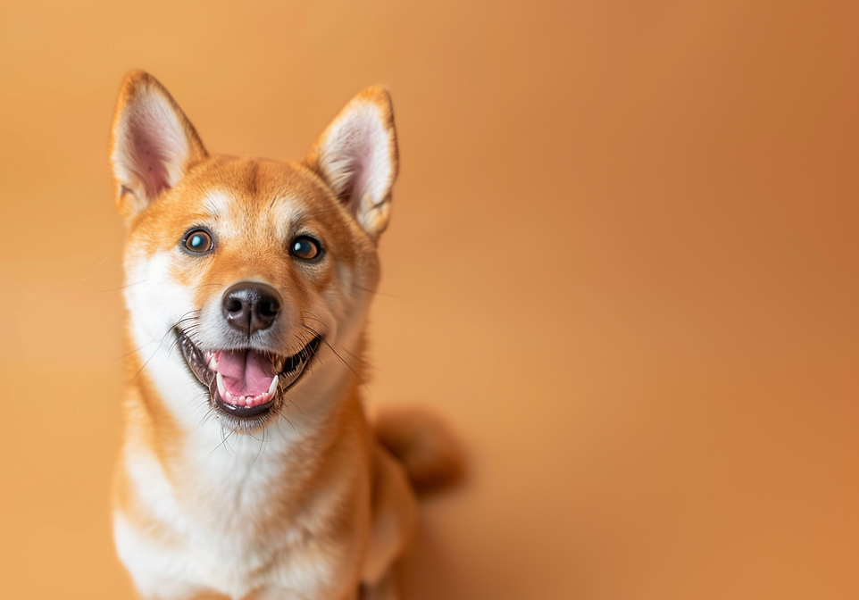 muffledfart_A_photo_of_a_happy_shiba_inu__seated_against_a_so_7ca8fee2-58dc-4384-9466-3071