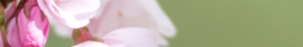 coup-mise-au-point-selective-fleurs-fleurs-cerisier-rose-branche-arriere-plan-flou_edited.