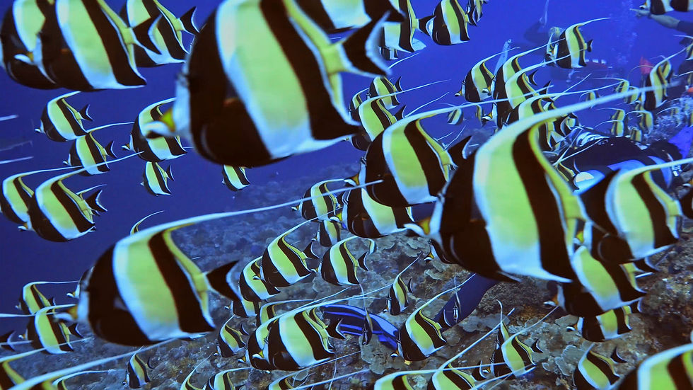 Palau Liveaboard 2025_02