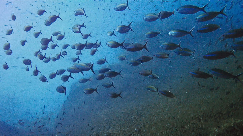 Similan Islands Liveaboard Thailand