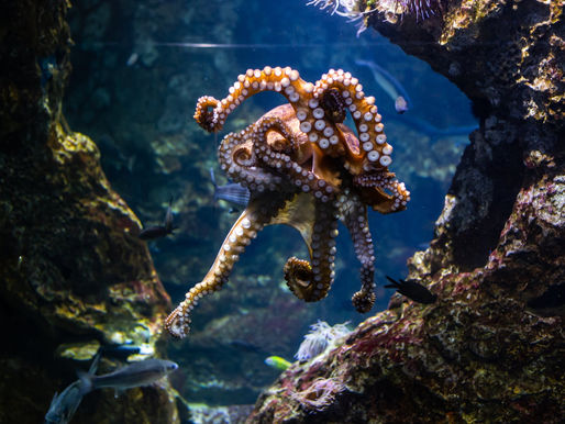 Un pulpo de hace 500 millones de años