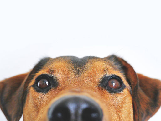 Los perros tienen una habilidad sobrenatural que nunca te hubieras imaginado… o si…