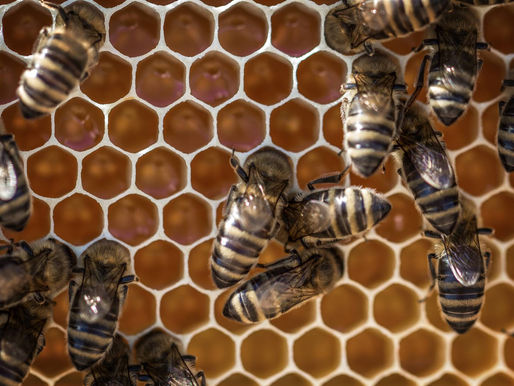 Polinizar flores con drones y pompas de jabón en lugar de abejas