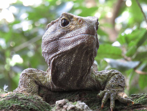 La ciencia desvela por qué las tortugas viven tanto