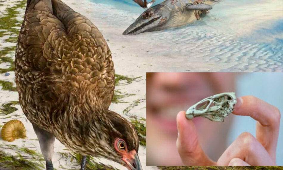 El ave de las maravillas: El «pollo» que sobrevivió al asteroide que acabo con los dinosaurios