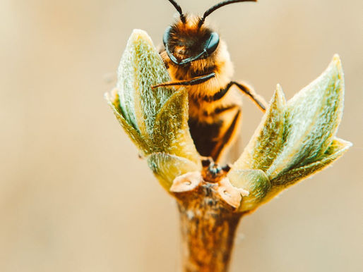 Las abejas tienen acentos