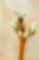 Las abejas tienen acentos