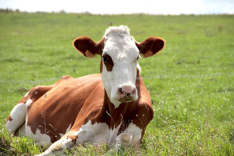 Comer menos carne para salvar el mundo