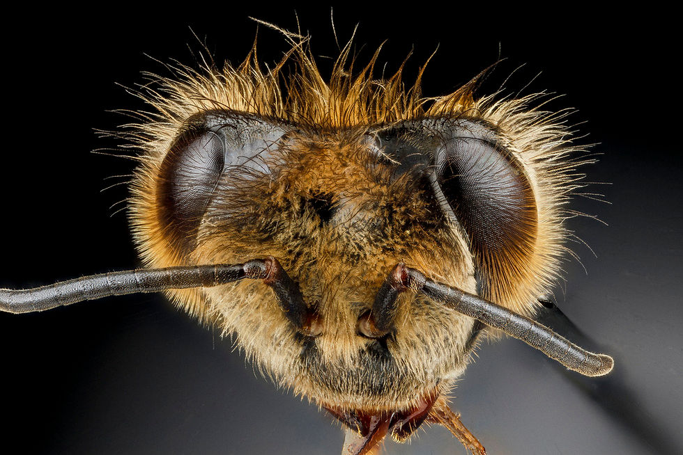 Las abejas tienen acentos