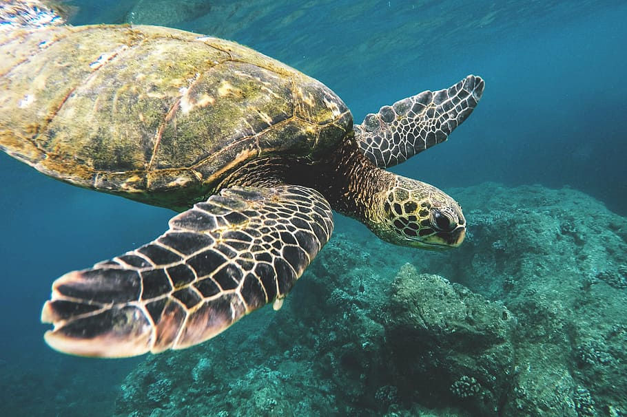 tortuga