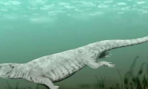El Valle de las Ballenas en medio del desierto egipcio, ¿cómo llegaron remanentes de ballenas ahí?
