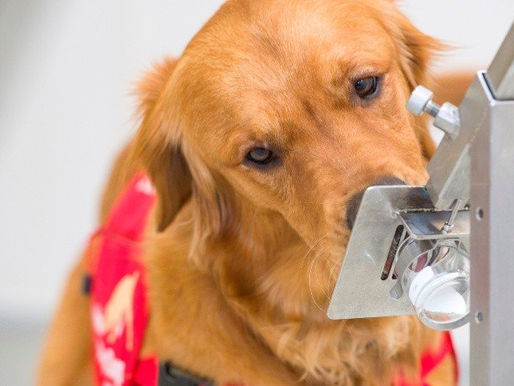 PERROS ENTRENADOS DETECTAN LA COVID-19 EN PERSONAS ASINTOMÁTICAS