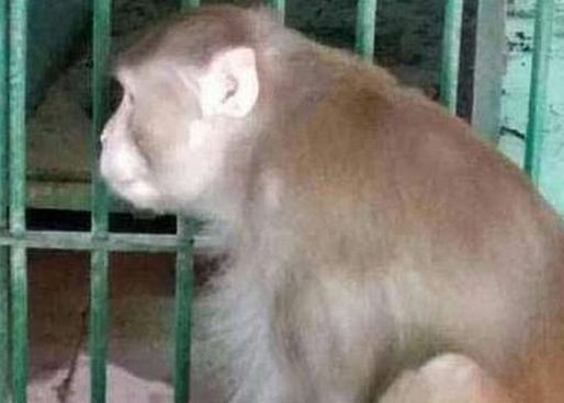 Condenan a cadena perpetua a un mono borracho en La India