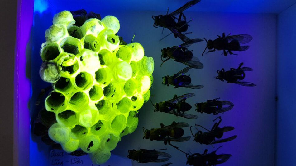 Nidos de avispas brillan en verde bajo la luz ultravioleta