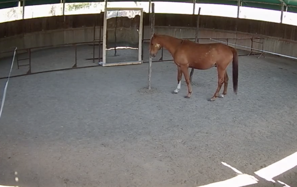 ¿Se reconocen los caballos al mirarse en un espejo?