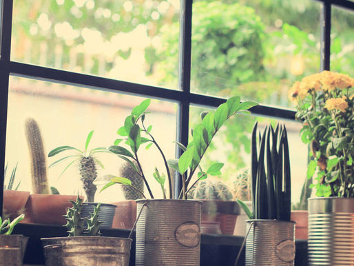 ¿Cuántas plantas se necesitan para purificar el aire de una casa?
