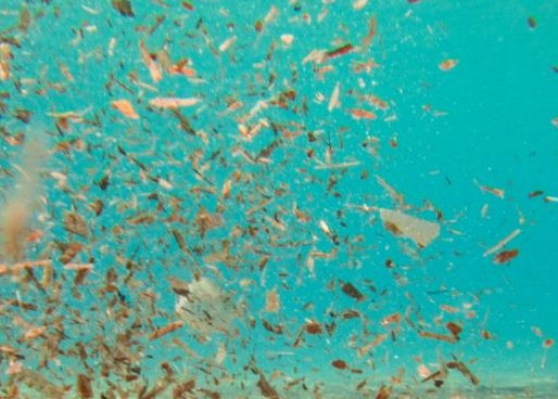 En 2050 habrá más plásticos en el mar que fauna marina