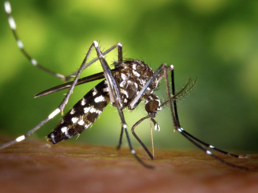 ¿PARA QUÉ QUIEREN LIBERAR 750 MILLONES DE MOSQUITOS MODIFICADOS GENÉTICAMENTE ?