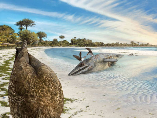 EL AVE DE LAS MARAVILLAS: EL «POLLO» QUE SOBREVIVIÓ AL ASTEROIDE QUE ACABO CON LOS DINOSAURIOS