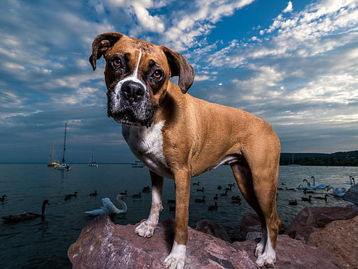 10 curiosidades que desconoces de tu perro
