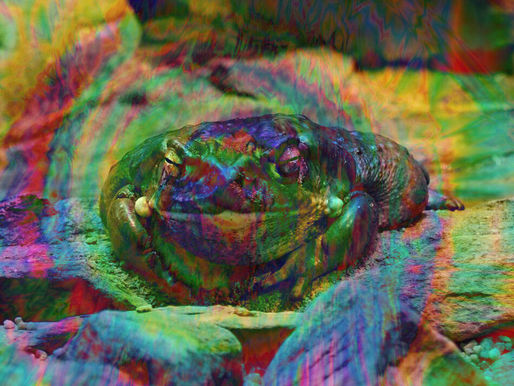 LA VERDAD SOBRE EL VENENO DEL SAPO BUFO ALVARIUS Y LA MOLÉCULA DE DIOS