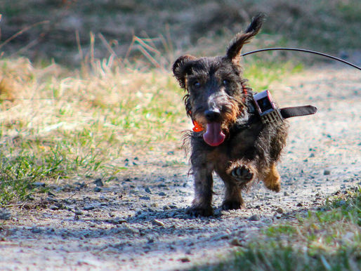 LOS PERROS PUEDEN UTILIZAN EL CAMPO MAGNÉTICO TERRESTRE PARA ORIENTARSE