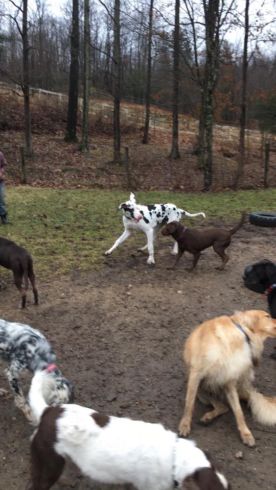 Home Royal Pet Resort