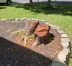 Loudoun Stump Removal_Before Flower Bed