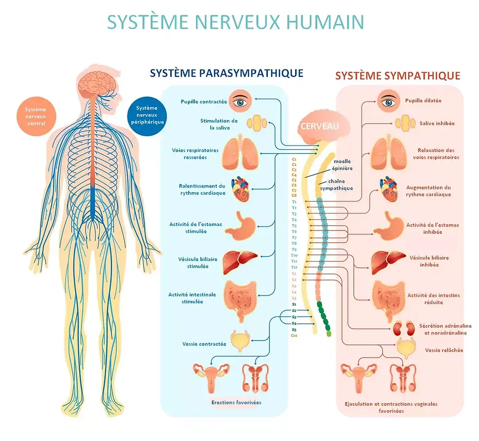 Infographie du système nerveux humain, comparant parasympathique et sympathique avec organes et effets sur fond rose et bleu.
