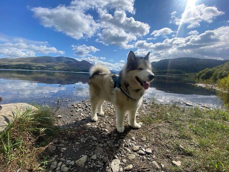 Happy tails dog walking & pet services dog walker Scarborough, UK